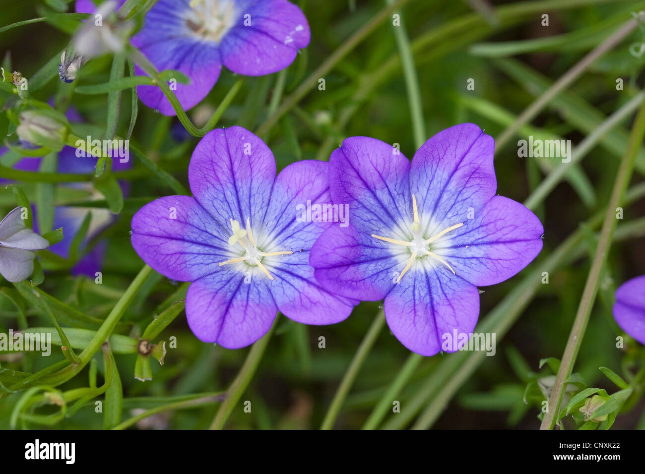 Venus`Looking Glass (Legousia pentagonia), blooming Stock Photo